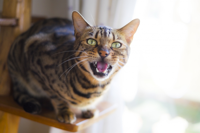 猫の特殊な3つの鳴き方