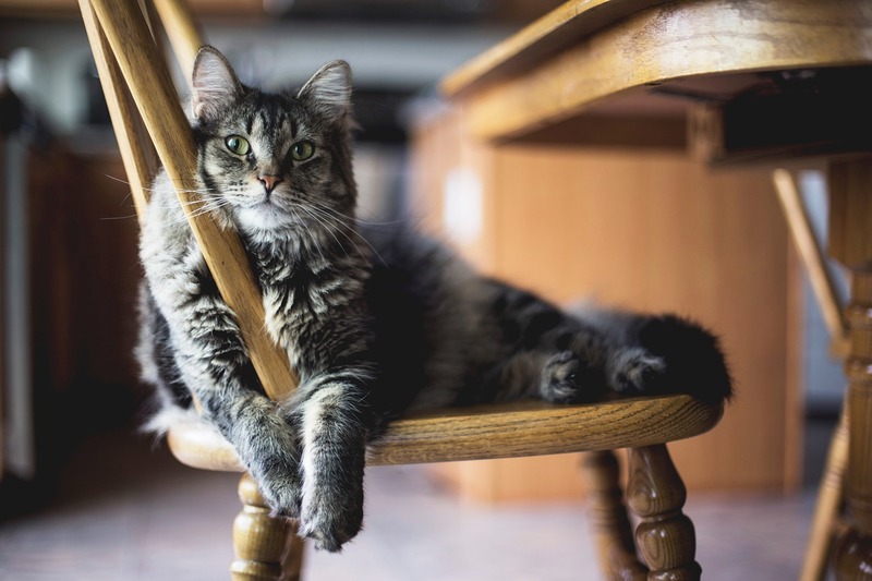 猫に与えるご飯の時間や回数を決めるポイント