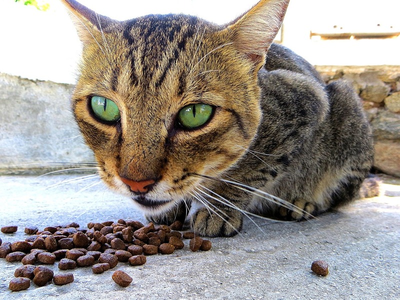 猫のご飯量を計算する方法