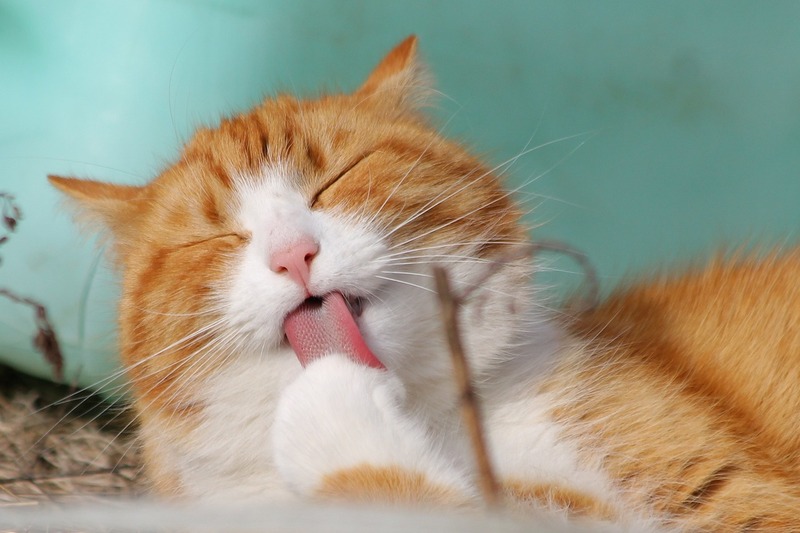 【年齢・体格別】猫に与えるご飯の量と回数のポイント