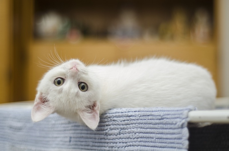 猫のご飯の回数が多い方が良い理由