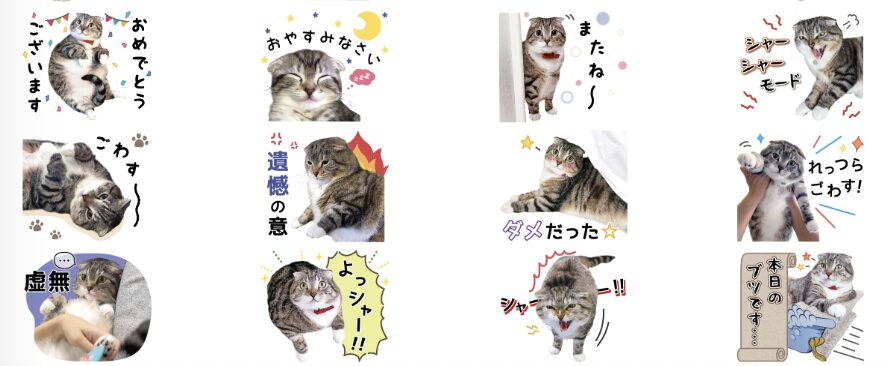 ねこぞー公式ブログ｜ねこぞーと猫たちのプロフィール